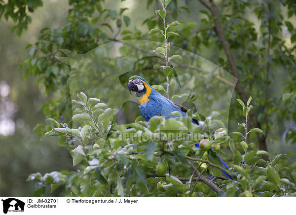 Gelbbrustara / blue and gold macaw / JM-02701