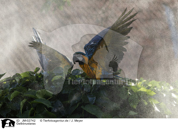 Gelbbrustaras / blue and gold macaws / JM-02742