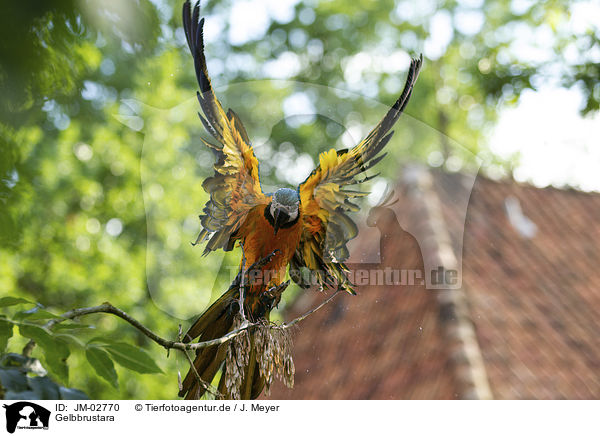 Gelbbrustara / blue and gold macaw / JM-02770