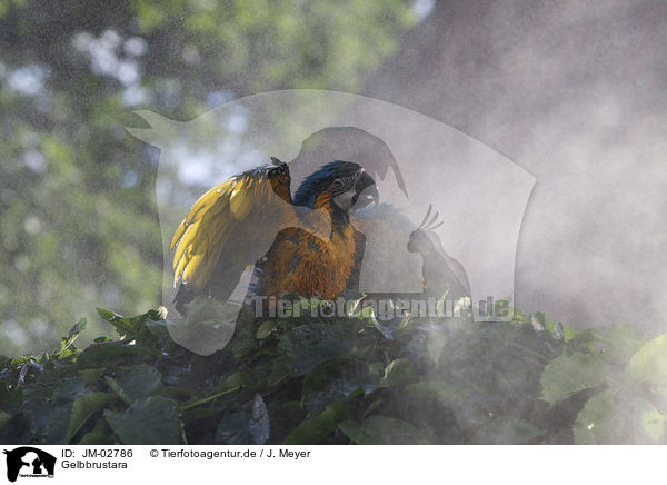 Gelbbrustara / blue and gold macaw / JM-02786