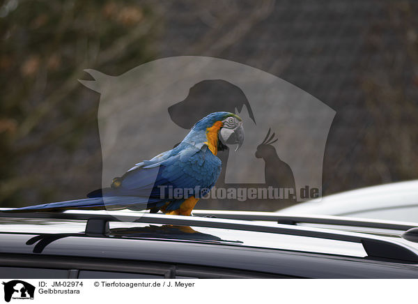 Gelbbrustara / blue and gold macaw / JM-02974