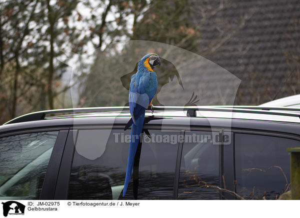 Gelbbrustara / blue and gold macaw / JM-02975