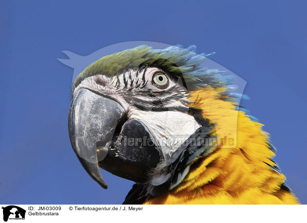 Gelbbrustara / blue and gold macaw / JM-03009