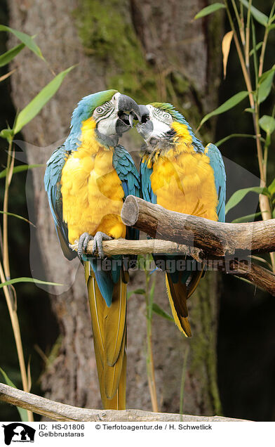 Gelbbrustaras / blue and gold macaws / HS-01806