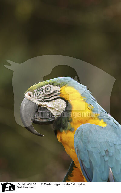Gelbbrustara / Yellow-breasted Macaw / HL-03125