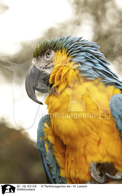 Gelbbrustara / Yellow-breasted Macaw / HL-03128