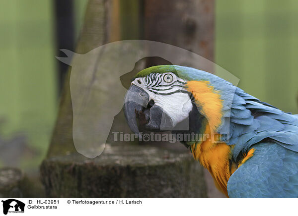 Gelbbrustara / blue and gold macaw / HL-03951