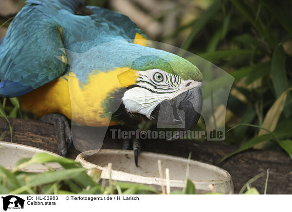 Gelbbrustara / blue and gold macaw / HL-03963