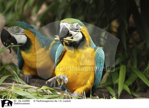 Gelbbrustaras / blue and gold macaws / HL-03966