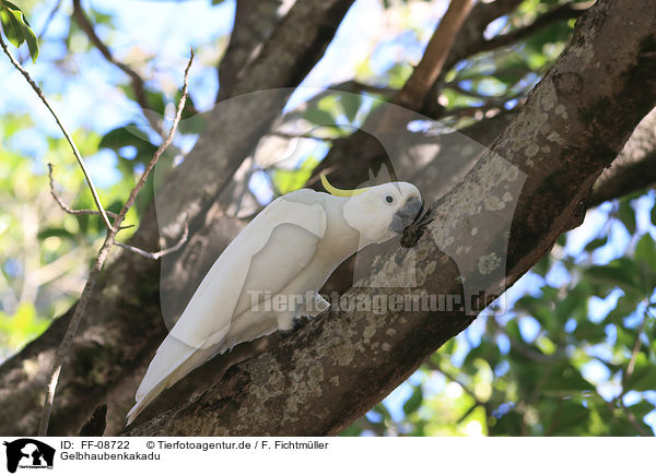 Gelbhaubenkakadu / Sulphur-crested Cockatoo / FF-08722