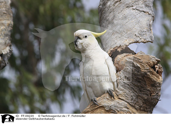 sitzender Gelbhaubenkakadu / sitting Sulphur-crested Cockatoo / FF-09220