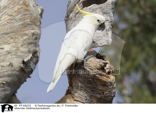 sitzender Gelbhaubenkakadu / sitting Sulphur-crested Cockatoo / FF-09233