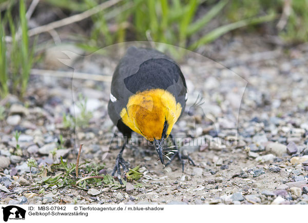 Gelbkopf-Schwarzstrling / yellow-headed blackbird / MBS-07942