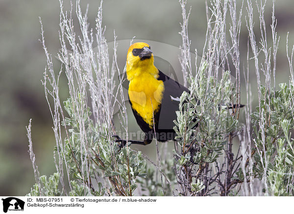 Gelbkopf-Schwarzstrling / yellow-headed blackbird / MBS-07951