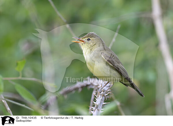 Gelbsptter / icterine warbler / THA-10435