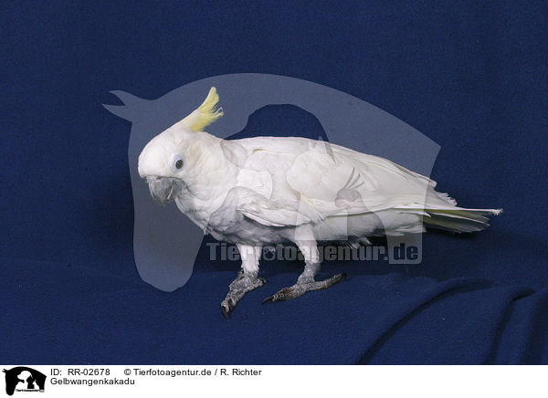 Gelbwangenkakadu / Cockatoo / RR-02678