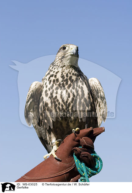 Gerfalke / gyrfalcon / WS-03025