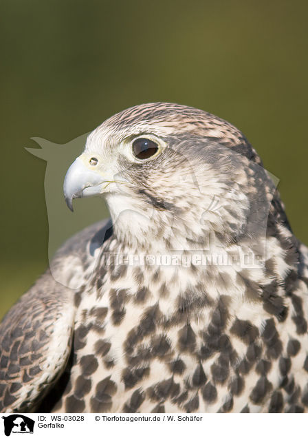 Gerfalke / gyrfalcon / WS-03028