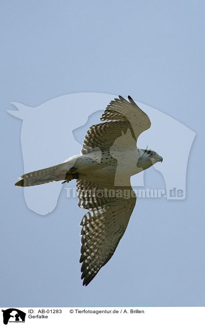 Gerfalke / gyrfalcon / AB-01283