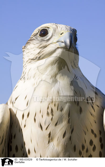 Gerfalke / gyrfalcon / WS-03529