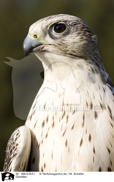 Gerfalke / gyrfalcon / WS-03531