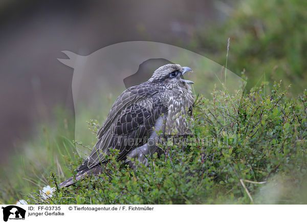 junger Gerfalke / young gyrfalcon / FF-03735