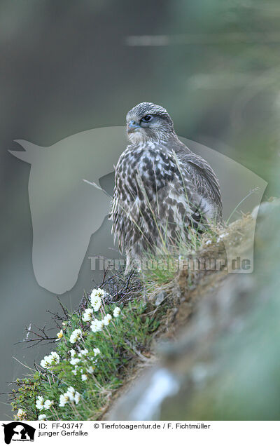 junger Gerfalke / young gyrfalcon / FF-03747