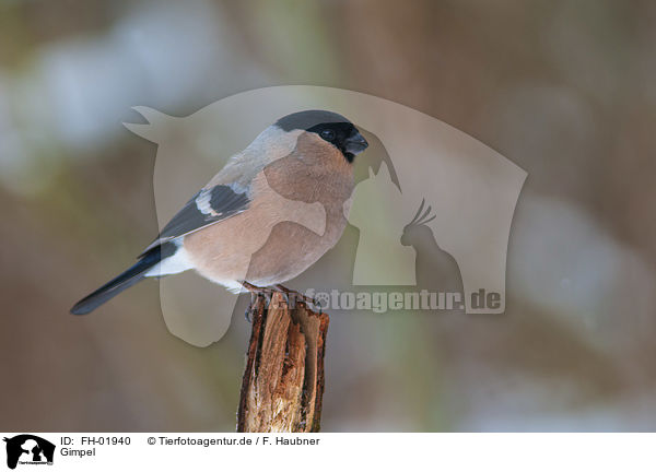 Gimpel / Eurasian bullfinch / FH-01940