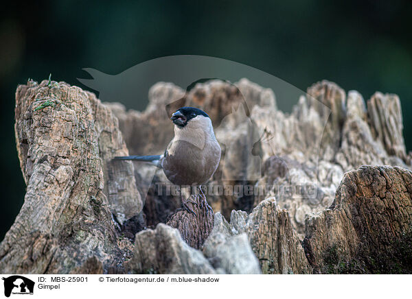 Gimpel / Eurasian bullfinch / MBS-25901