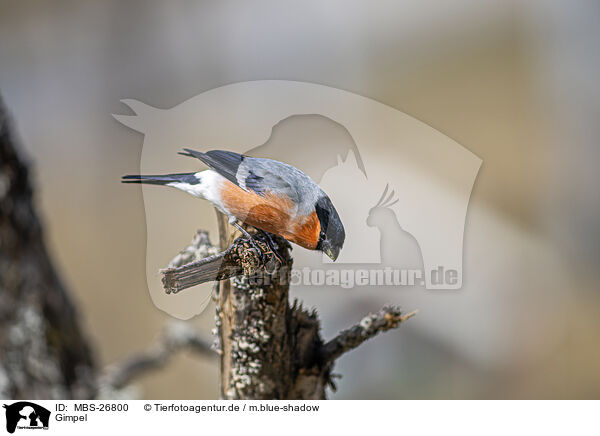 Gimpel / Eurasian bullfinch / MBS-26800