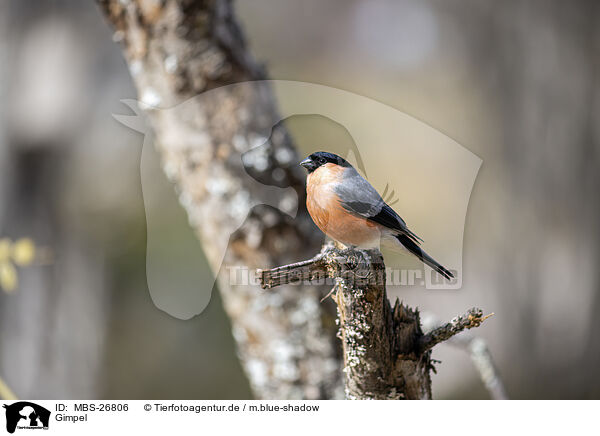 Gimpel / Eurasian bullfinch / MBS-26806