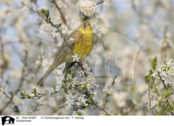 Goldammer / yellowhammer / THA-02687