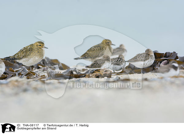 Goldregenpfeifer am Strand / THA-08117