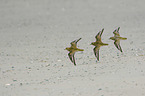fliegende Goldregenpfeifer