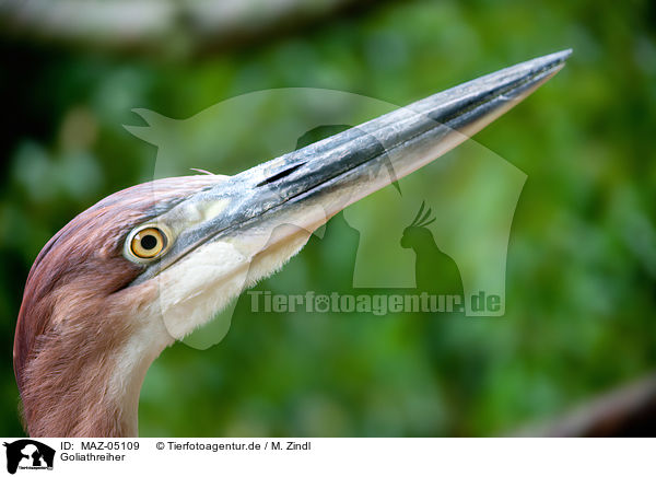 Goliathreiher / goliath egret / MAZ-05109