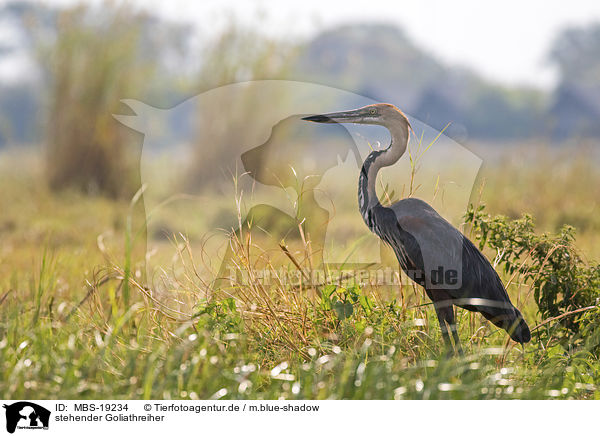 stehender Goliathreiher / standing Goliath Heron / MBS-19234