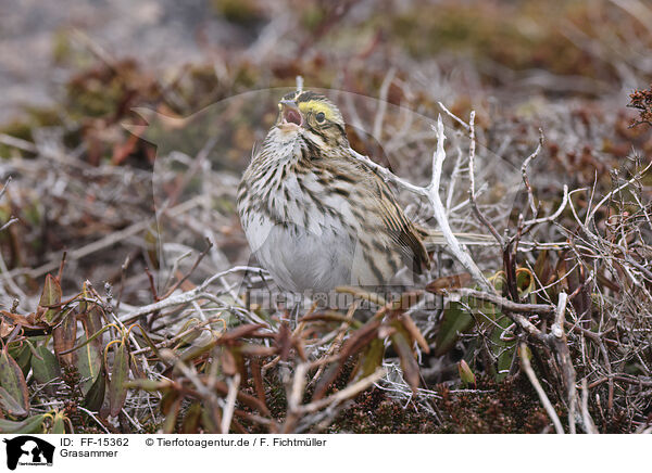 Grasammer / Aleutian sandwich sparrow / FF-15362