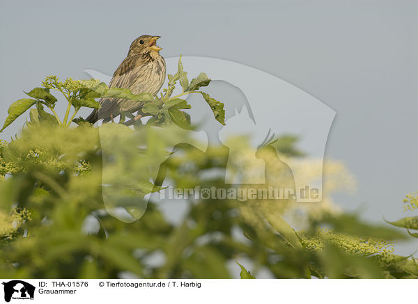 Grauammer / corn bunting / THA-01576