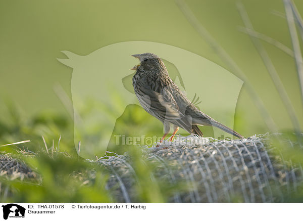 Grauammer / corn bunting / THA-01578