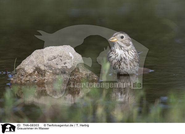 Grauammer im Wasser / Corn Bunting in water / THA-08303