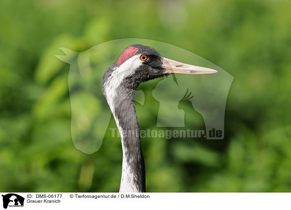 Grauer Kranich / common crane / DMS-06177