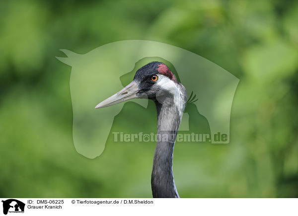 Grauer Kranich / common crane / DMS-06225