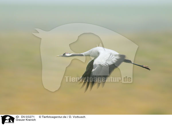 Grauer Kranich / Eurasian crane / DV-03271