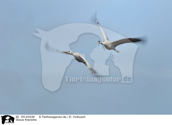 Graue Kraniche / Eurasian cranes / DV-03438