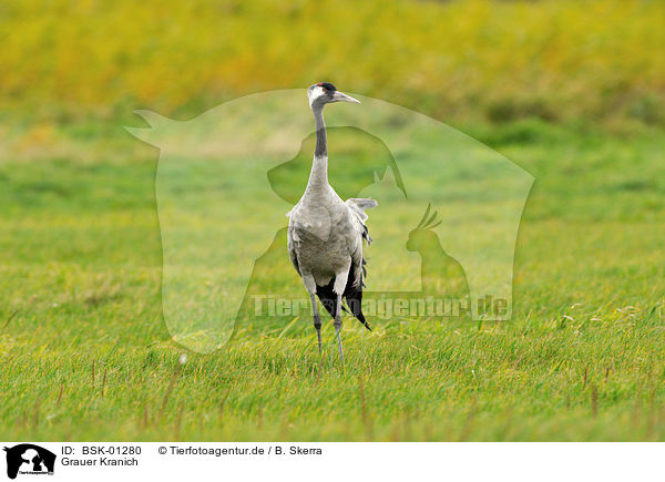 Grauer Kranich / Eurasian crane / BSK-01280