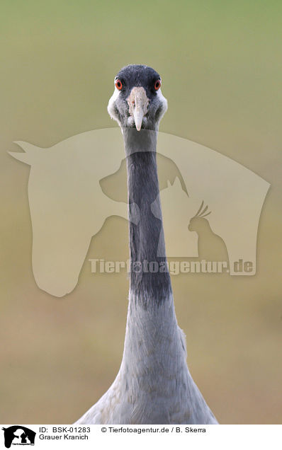 Grauer Kranich / Eurasian crane / BSK-01283