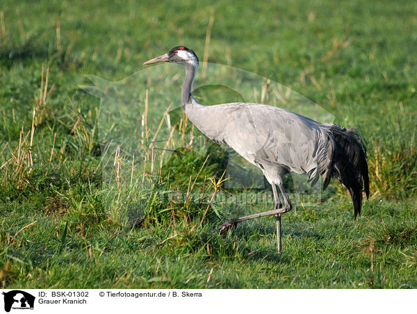 Grauer Kranich / Eurasian crane / BSK-01302