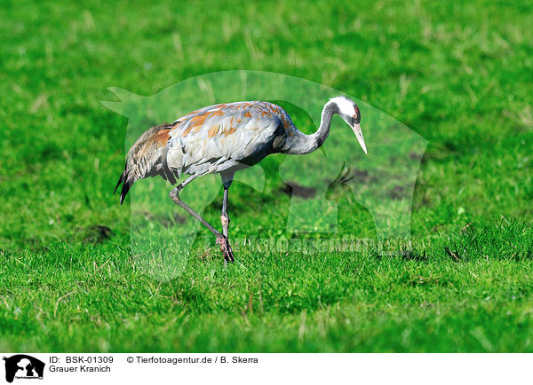 Grauer Kranich / Eurasian crane / BSK-01309