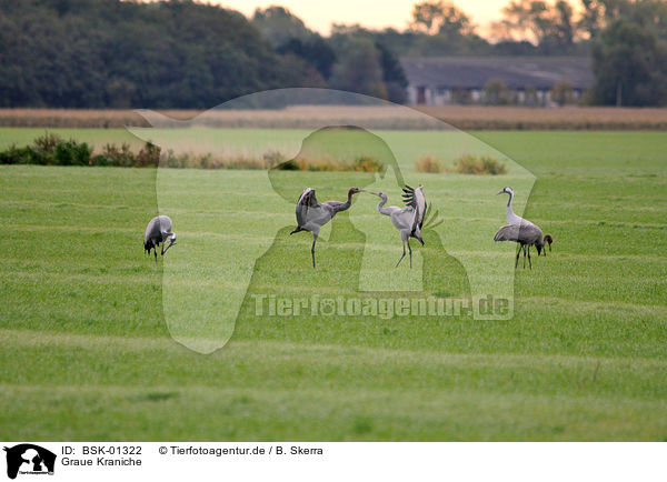 Graue Kraniche / Eurasian cranes / BSK-01322