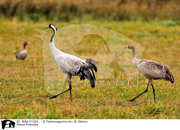 Graue Kraniche / Eurasian cranes / BSK-01323